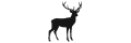 Wild / Kamel