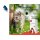PHA Spot-onTropfen für Katzen (2 x 1,5ml)