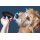 Doggytube (schwarz)
