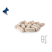 Grünlippmuschel Kapseln (100Stk)