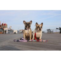 DOOG Leine GROMIT Clip-IT