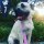 DOOG Leine TOTO Clip-IT