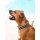 DOOG Neopren Collar Hundehalsband BEETHOVEN M