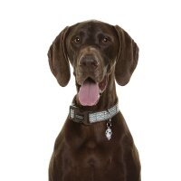 DOOG Neopren Collar Hundehalsband BENJI M