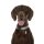 DOOG Neopren Collar Hundehalsband BENJI M