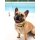DOOG Neopren Collar Hundehalsband BOLT S
