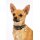 DOOG Neopren Collar Hundehalsband BRUISER XS