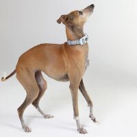 DOOG Neopren Collar Hundehalsband DASH L