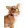 DOOG Neopren Collar Hundehalsband LADY M