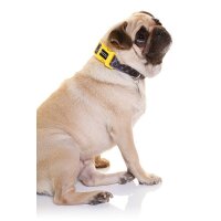 DOOG Neopren Collar Hundehalsband ODIE XS