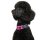DOOG Neopren Collar Hundehalsband RIN TIN TIN L