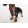 DOOG Neopren Collar Hundehalsband SCOOBY S