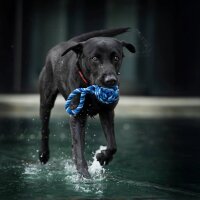 MAXI SCHLEUDERBALL - blau