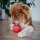 SmoothieDog Schleckball-Set